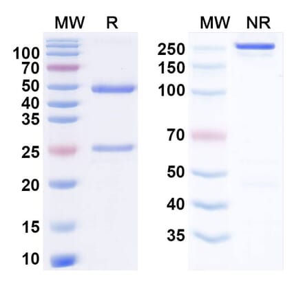 SDS-PAGE - Anti-VISTA Antibody [BMS767] Biosimilar - BSA and Azide free (A340513) - Antibodies.com