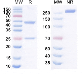 SDS-PAGE - Anti-VISTA Antibody [SG7] Biosimilar - BSA and Azide free (A340514) - Antibodies.com