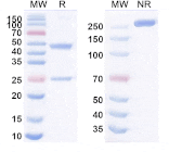 SDS-PAGE - Anti-VISTA Antibody [SG7] Biosimilar - BSA and Azide free (A340514) - Antibodies.com