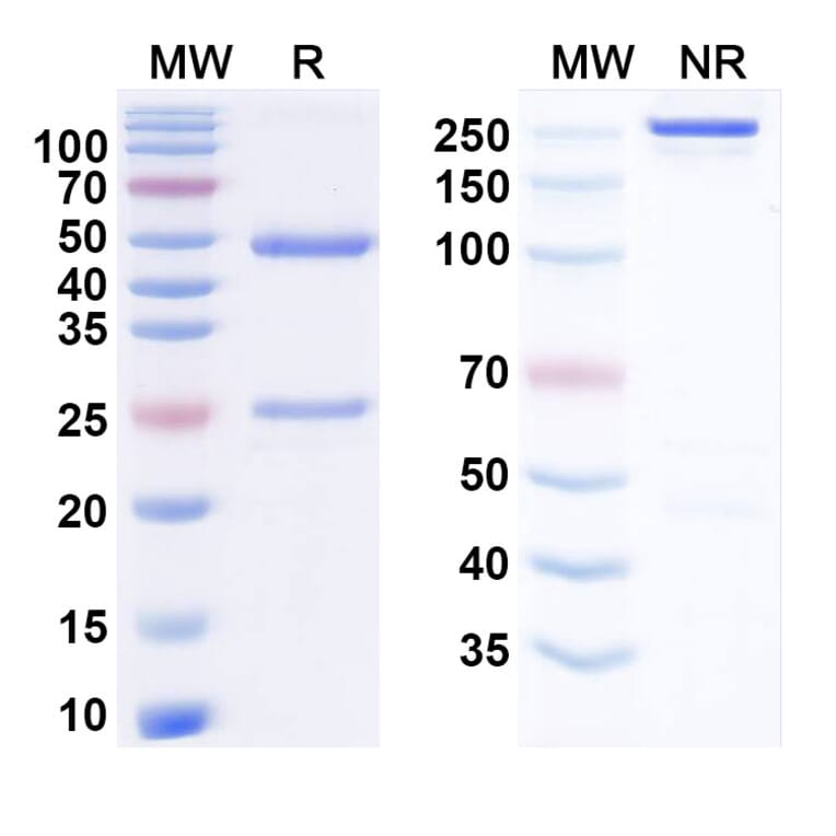 SDS-PAGE - Anti-IgE Antibody [MEDI4212] Biosimilar - BSA and Azide free (A340516) - Antibodies.com