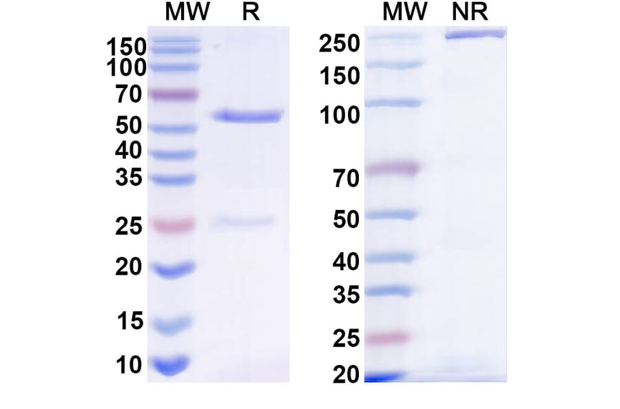 SDS-PAGE - Anti-beta glucan Antibody [2G8] Biosimilar - BSA and Azide free (A340518) - Antibodies.com