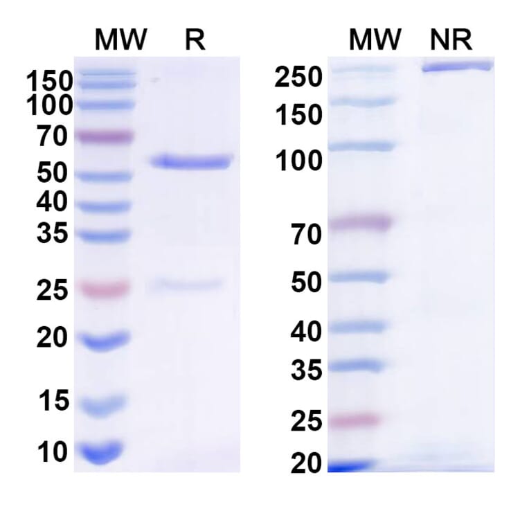 SDS-PAGE - Anti-beta glucan Antibody [2G8] Biosimilar - BSA and Azide free (A340518) - Antibodies.com