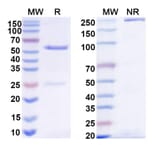 SDS-PAGE - Anti-beta glucan Antibody [2G8] Biosimilar - BSA and Azide free (A340518) - Antibodies.com