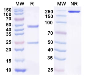 SDS-PAGE - Anti-IL-21 Antibody [NN9828] Biosimilar - BSA and Azide free (A340519) - Antibodies.com