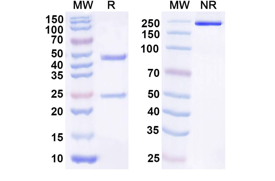 SDS-PAGE - Anti-IL-21 Antibody [NN9828] Biosimilar - BSA and Azide free (A340519) - Antibodies.com