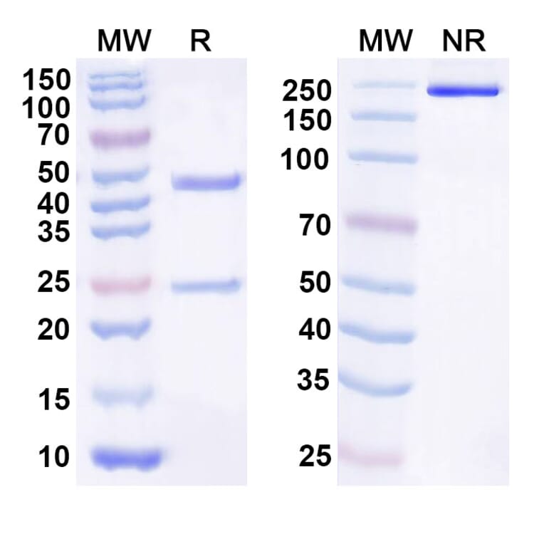 SDS-PAGE - Anti-IL-21 Antibody [NN9828] Biosimilar - BSA and Azide free (A340519) - Antibodies.com