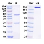 SDS-PAGE - Anti-IL-21 Antibody [NN9828] Biosimilar - BSA and Azide free (A340519) - Antibodies.com