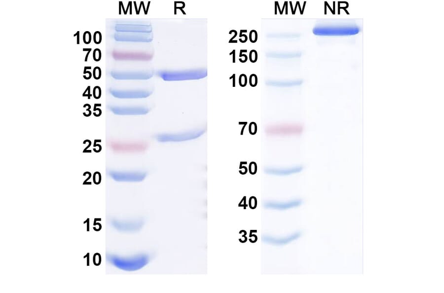 SDS-PAGE - Anti-Glypican 3 Antibody [MDX-1414] Biosimilar - BSA and Azide free (A340521) - Antibodies.com
