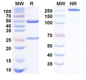 SDS-PAGE - Anti-GIPR Antibody [AMG 133] Biosimilar - BSA and Azide free (A340526) - Antibodies.com