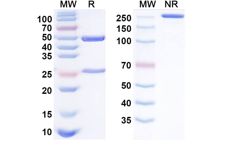 SDS-PAGE - Anti-GIPR Antibody [AMG 133] Biosimilar - BSA and Azide free (A340526) - Antibodies.com