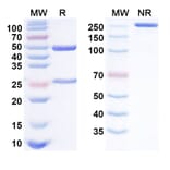 SDS-PAGE - Anti-GIPR Antibody [AMG 133] Biosimilar - BSA and Azide free (A340526) - Antibodies.com