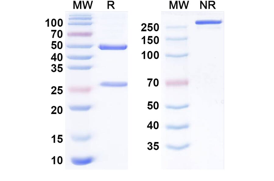 SDS-PAGE - Anti-SARS-CoV-2 Spike Protein Glycoprotein 2 Antibody [CC99.13] Biosimilar - BSA and Azide free (A340527) - Antibodies.com