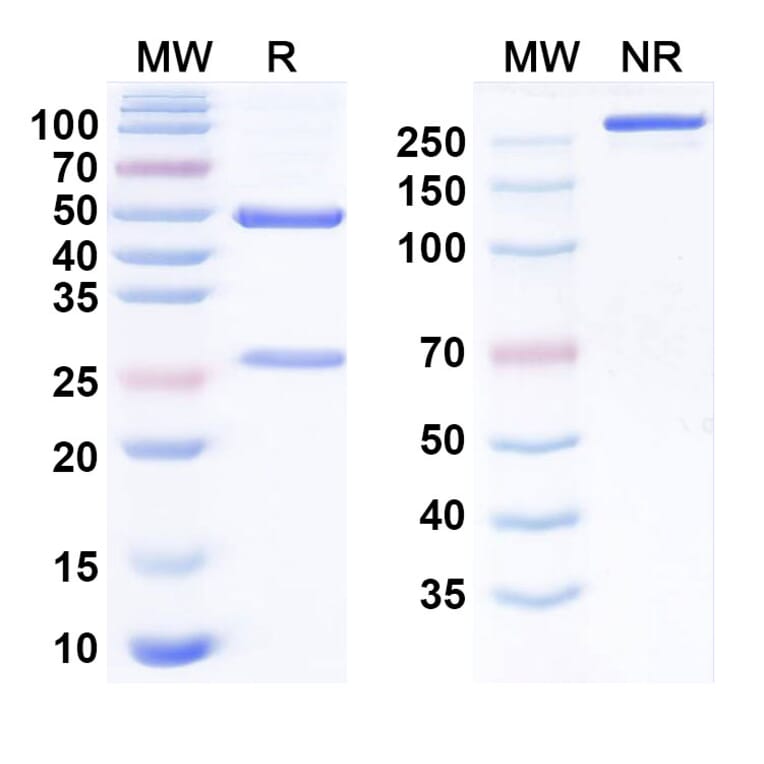 SDS-PAGE - SARS-CoV-2 Spike Protein Glycoprotein 2 Biosimilar - Anti-SARS-CoV-2 Spike Protein Glycoprotein 2 Antibody - BSA and Azide free (A340528) - Antibodies.com