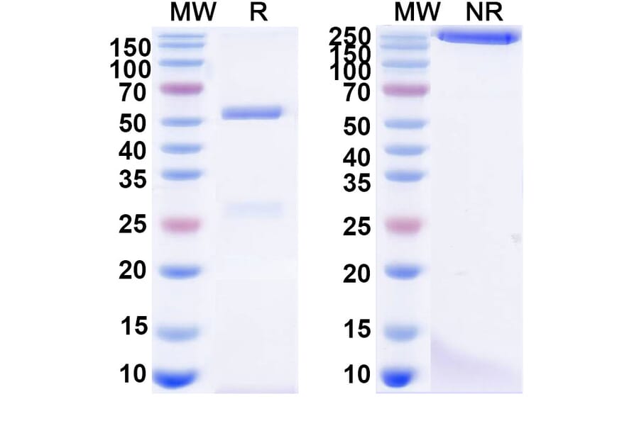 SDS-PAGE - Anti-Glycoprotein Antibody [ADI-15878] Biosimilar - BSA and Azide free (A340529) - Antibodies.com