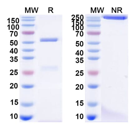 SDS-PAGE - Anti-Glycoprotein Antibody [ADI-15878] Biosimilar - BSA and Azide free (A340529) - Antibodies.com