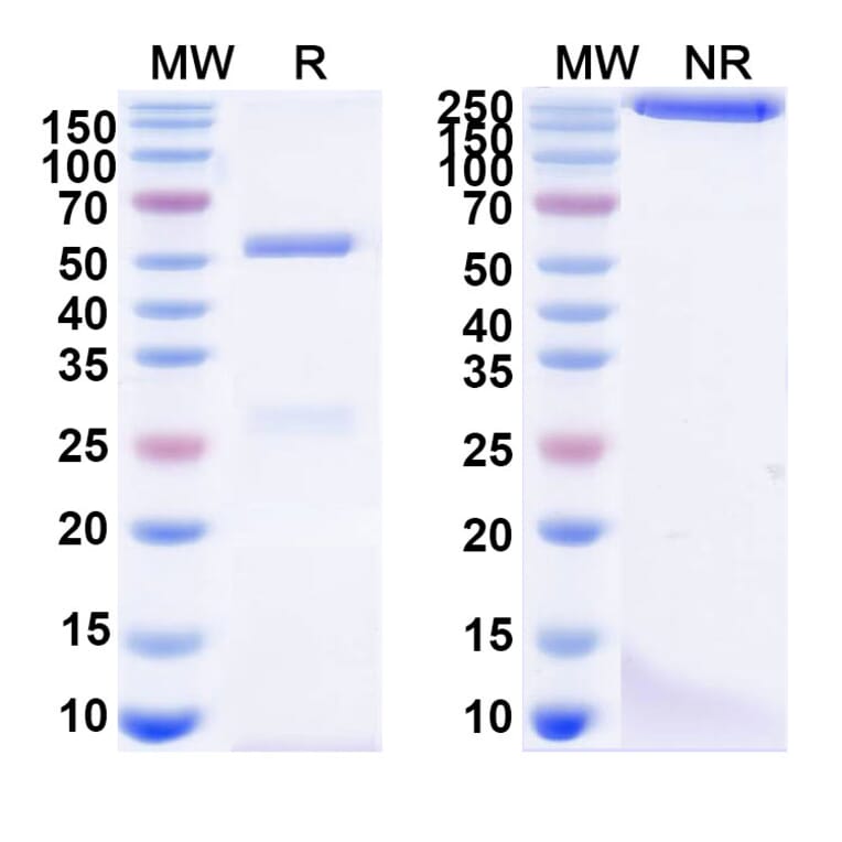 SDS-PAGE - Anti-Glycoprotein Antibody [ADI-15878] Biosimilar - BSA and Azide free (A340529) - Antibodies.com