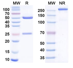 SDS-PAGE - Anti-BCMA Antibody [BCMB69] Biosimilar - BSA and Azide free (A340534) - Antibodies.com