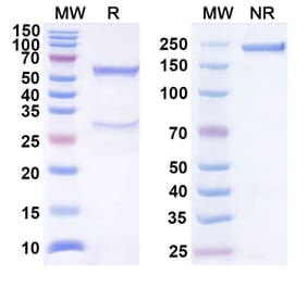 SDS-PAGE - Anti-BTLA Antibody [22B3] Biosimilar - BSA and Azide free (A340535) - Antibodies.com
