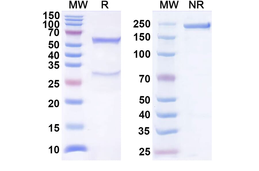 SDS-PAGE - Anti-BTLA Antibody [22B3] Biosimilar - BSA and Azide free (A340535) - Antibodies.com