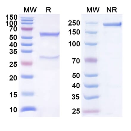 SDS-PAGE - Anti-BTLA Antibody [22B3] Biosimilar - BSA and Azide free (A340535) - Antibodies.com