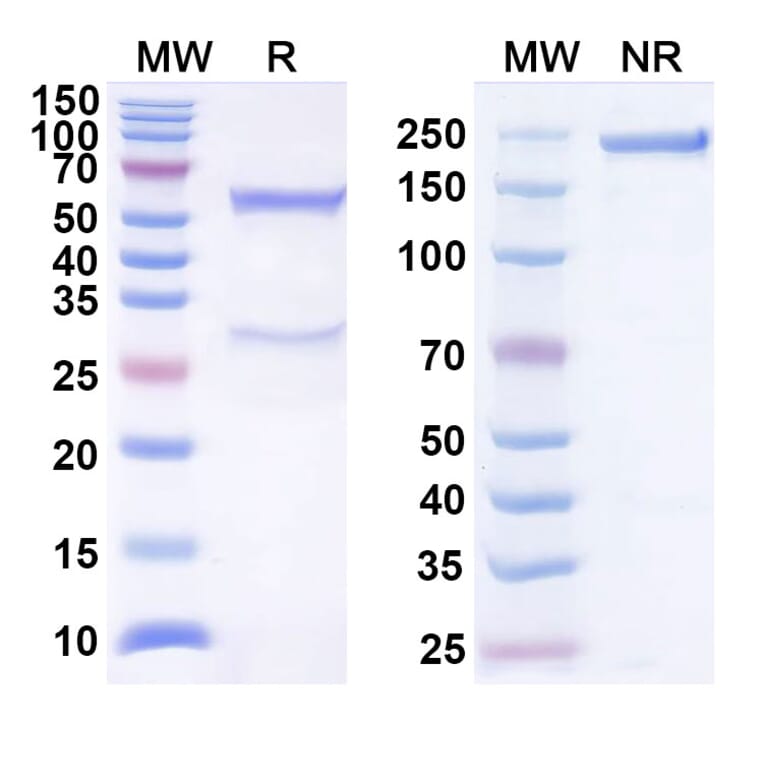 SDS-PAGE - Anti-BTLA Antibody [22B3] Biosimilar - BSA and Azide free (A340535) - Antibodies.com