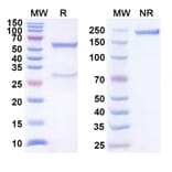 SDS-PAGE - Anti-BTLA Antibody [22B3] Biosimilar - BSA and Azide free (A340535) - Antibodies.com