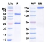 SDS-PAGE - Anti-CD200R Antibody [I-4P] Biosimilar - BSA and Azide free (A340536) - Antibodies.com