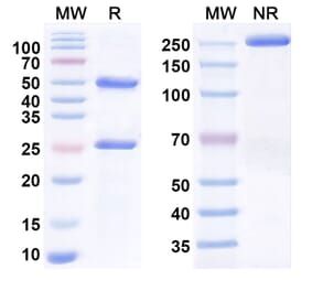 SDS-PAGE - Anti-CEACAM7 Antibody [2869#] Biosimilar - BSA and Azide free (A340538) - Antibodies.com