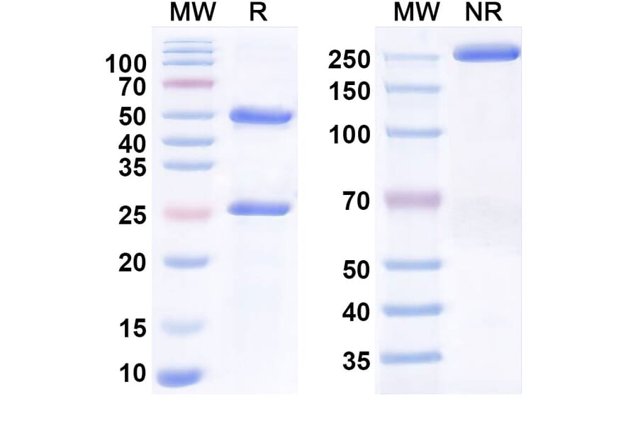 SDS-PAGE - Anti-CEACAM7 Antibody [2869#] Biosimilar - BSA and Azide free (A340538) - Antibodies.com