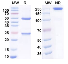 SDS-PAGE - Anti-CLEC12A Antibody [H6e7] Biosimilar - BSA and Azide free (A340539) - Antibodies.com