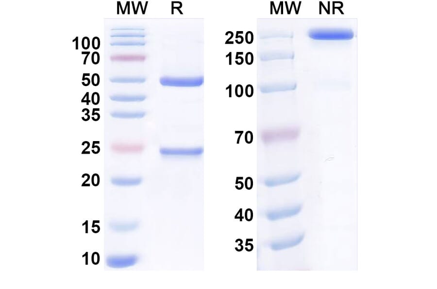 SDS-PAGE - mAb-36986 Biosimilar - Anti-GLP1R Antibody - BSA and Azide free (A340541) - Antibodies.com