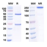 SDS-PAGE - mAb-36986 Biosimilar - Anti-GLP1R Antibody - BSA and Azide free (A340541) - Antibodies.com