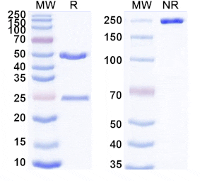 SDS-PAGE - Anti-Cadherin-6 Antibody [H1L2] Biosimilar - BSA and Azide free (A340543) - Antibodies.com