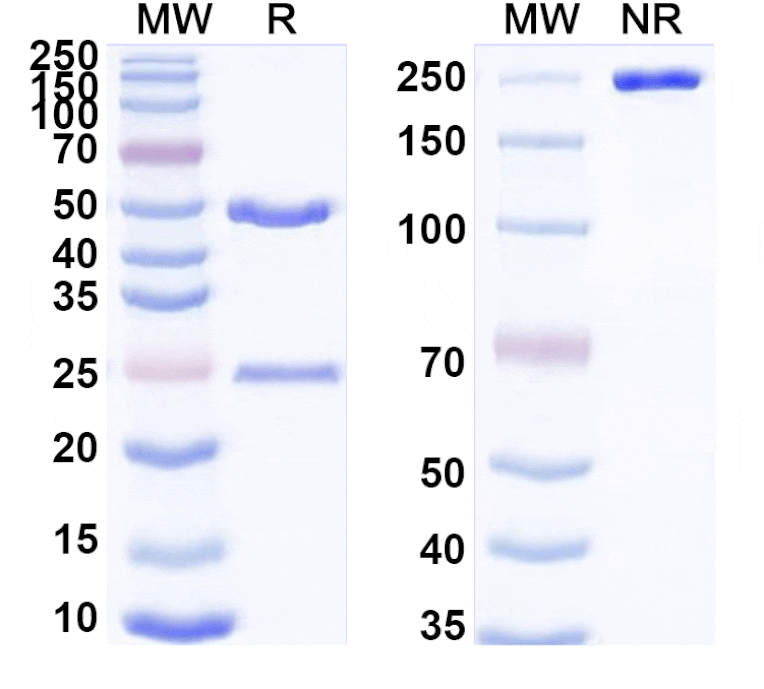 SDS-PAGE - Anti-Cadherin-6 Antibody [H1L2] Biosimilar - BSA and Azide free (A340543) - Antibodies.com