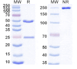 SDS-PAGE - Anti-Cadherin-6 Antibody [H1L2] Biosimilar - BSA and Azide free (A340543) - Antibodies.com