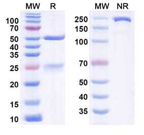 SDS-PAGE - Anti-HLA-G Antibody [38373#] Biosimilar - BSA and Azide free (A340545) - Antibodies.com