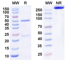SDS-PAGE - Anti-IL-22RA1 Antibody [ARGX-112] Biosimilar - BSA and Azide free (A340546) - Antibodies.com