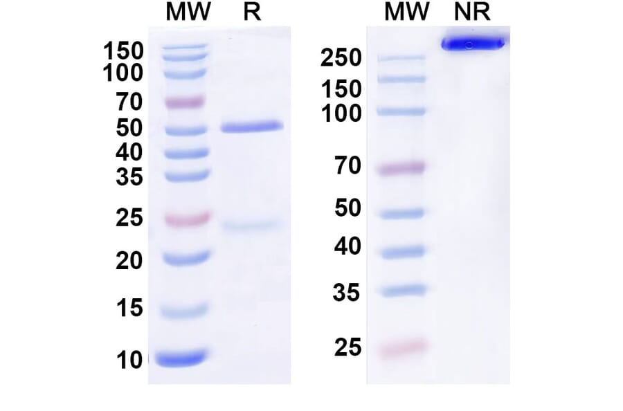 SDS-PAGE - Anti-IL-22RA1 Antibody [ARGX-112] Biosimilar - BSA and Azide free (A340546) - Antibodies.com