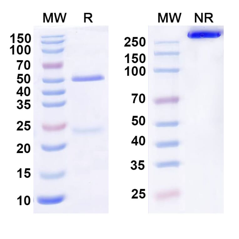 SDS-PAGE - Anti-IL-22RA1 Antibody [ARGX-112] Biosimilar - BSA and Azide free (A340546) - Antibodies.com