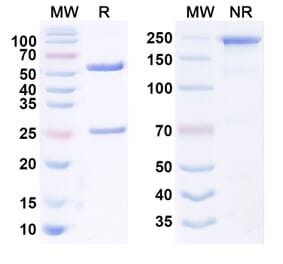 SDS-PAGE - Anti-LGR5 Antibody [18G7H6A3] Biosimilar - BSA and Azide free (A340547) - Antibodies.com