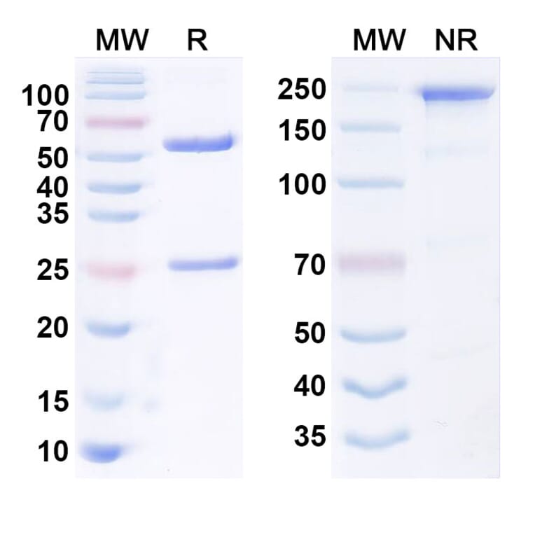 SDS-PAGE - Anti-LGR5 Antibody [18G7H6A3] Biosimilar - BSA and Azide free (A340547) - Antibodies.com