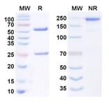 SDS-PAGE - Anti-LGR5 Antibody [18G7H6A3] Biosimilar - BSA and Azide free (A340547) - Antibodies.com
