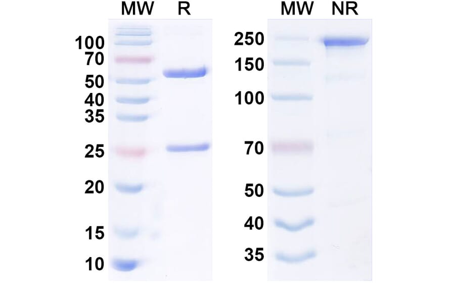 SDS-PAGE - Anti-MFI2 Antibody [hL49HALC] Biosimilar - BSA and Azide free (A340549) - Antibodies.com