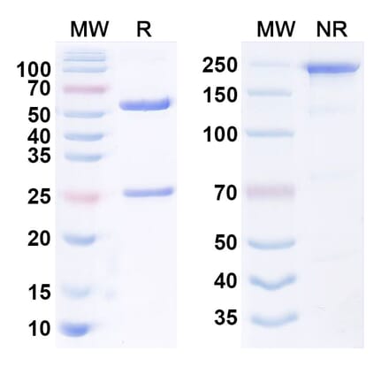 SDS-PAGE - Anti-MFI2 Antibody [hL49HALC] Biosimilar - BSA and Azide free (A340549) - Antibodies.com