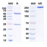 SDS-PAGE - Anti-SIGLEC8 Antibody [1H1] Biosimilar - BSA and Azide free (A340550) - Antibodies.com