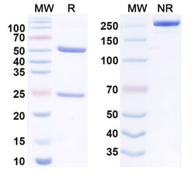 SDS-PAGE - Anti-TNFRSF1B Antibody [UC2.3.8] Biosimilar - BSA and Azide free (A340551) - Antibodies.com