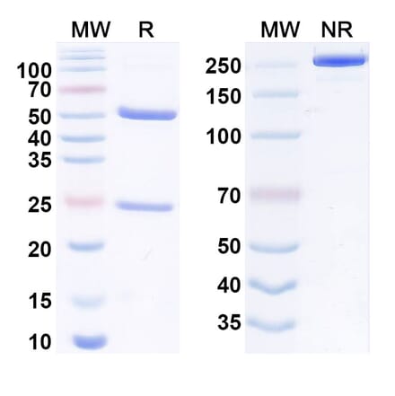 SDS-PAGE - Anti-TNFRSF1B Antibody [UC2.3.8] Biosimilar - BSA and Azide free (A340551) - Antibodies.com
