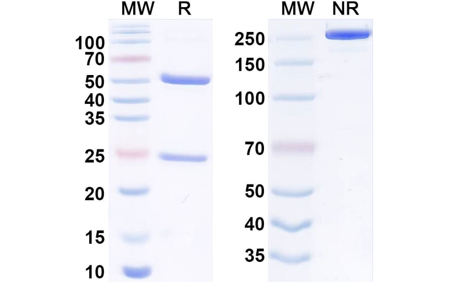 SDS-PAGE - Anti-HLA-E Antibody [ABX-2] Biosimilar - BSA and Azide free (A340552) - Antibodies.com