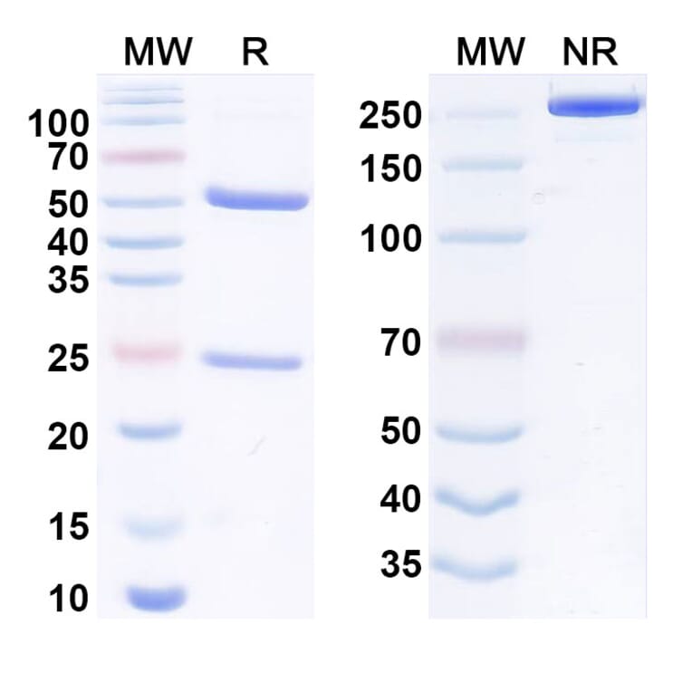 SDS-PAGE - Anti-HLA-E Antibody [ABX-2] Biosimilar - BSA and Azide free (A340552) - Antibodies.com