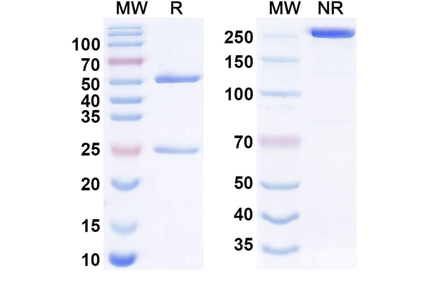 SDS-PAGE - Anti-IL1 Receptor I Antibody [AMG18] Biosimilar - BSA and Azide free (A340554) - Antibodies.com